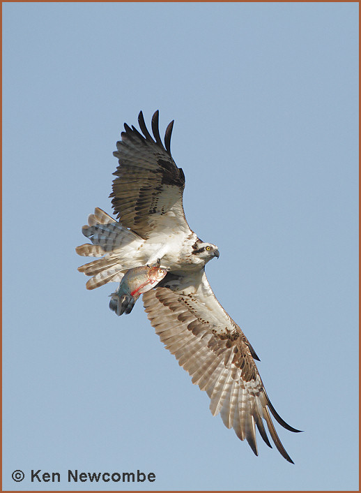 Osprey and Gizzard Shad